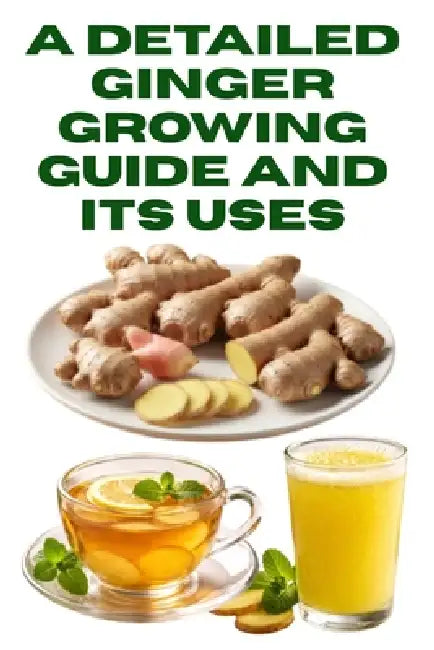 A Detailed Ginger Growing Guide and Its Uses by Zulfiqar Khan