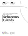 ILMS Concept Documentation Standard - Sebaceous Glands (LoS-SBG-CDS-25) by Life Management Science Labs