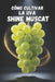 Cómo cultivar la uva Shine Muscat: Guía práctica y completa para el cultivo de uvas de mesa premium: Plantación, modelado, fertilización, riego y prot by Svitana