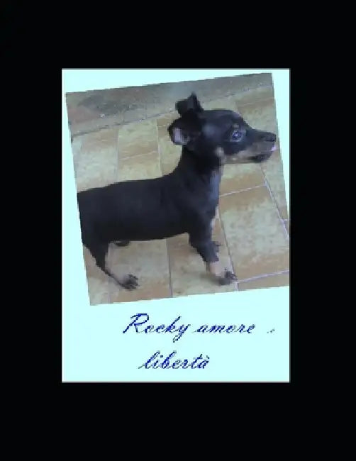 Rocky Amore E Libertà
