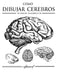 Cómo Dibujar El Cerebro by Jr. Hilderbrand Gregory