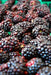 Ji: sadf by Mathew And Diane Vroman
