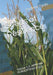 Seeds of Resilience: Volume 1-2: AFRICAN FORGOTTEN FOODS by Andrew Egala