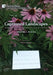 Captioned Landscapes: Intermedial Combinations Beyond the Human: Volume 1: Places by Marco Maggi