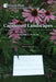 Captioned Landscapes: Intermedial Combinations Beyond the Human: Volume 1: Places by Marco Maggi