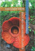Record-Breaking Plants: Discover Them by Rodríguez, Baltasar