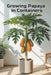 Growing Papaya in Containers: A complete step-by-step guide to growing papaya for home and apartment: from planting to harvesting (fruits) by Svitana