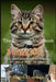 The Essential Handbook for Manx Cat: The Complete Handbook For Beginners And Seniors Manx cat owners by David Sharman