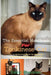 The Essential Handbook for Tonkinese Cat: The Complete Handbook For Beginners And Seniors Tonkinese cat owners by David Sharman