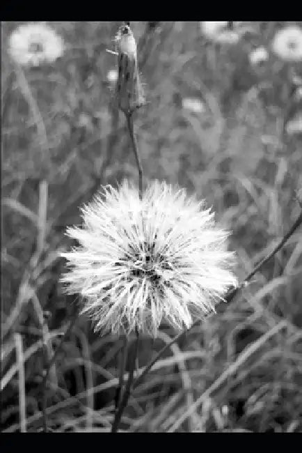 Dandelion Logic: Poems from the cracks I grew through. by Brenna M. Gibbs
