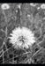 Dandelion Logic: Poems from the cracks I grew through. by Brenna M. Gibbs