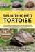 Spur Thighed Tortoise