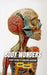 Body Wonders: A Kid's Guide to Amazing Anatomy by Brian Thomas