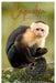 Capuchin Monkey: The complete guide to raising, caring for, and enjoying this intelligent and playful primate by Jerome Bouchard