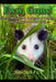 Eww, Gross!: Facts about the animals we were taught to fear and hate by Kaiden Fox
