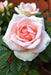 The Beginner's Guide to Roses: Planting, Pruning, and Propagation by Arimis Hall