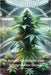 Cannabis Anbau für Anfänger: Schritt-für-Schritt zum erfolgreichen Grower by Hewi, Serto