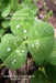 Haikus for Ode to Ireland I by Mayumi Itoh