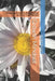 Growth Mindset: Mastering Emotions, Relationships and Your True Potential by Angel Turner