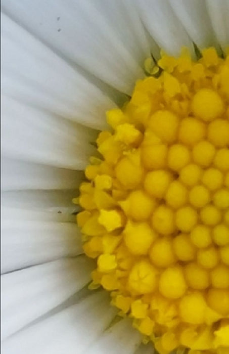 Flowers and wildflowers by Ivan Mellace