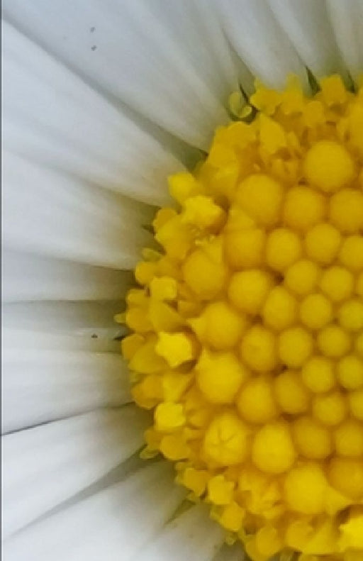 Flowers and wildflowers by Ivan Mellace