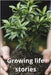Growing life stories: A book that helps in personal growth by Coach, 13
