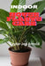 Indoor House Plants Care by Caylie-Jen Arnold