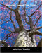 Dancing Among the Trees by Ineta Love Wonder
