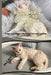 A Beginner's Guide to Devon Rex Cats: Expert Tips for Training, Caring, and Enjoying your Feline Companion by Kelly Baldwin