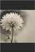 A voz da flor by Medeiros, Jorge