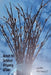 Beneath the Surface of Whispering Willows: An Existential Exploration of Virtual Immortality and Philosophical Implications of Consciousness Uploads by Griffin Kenwood