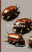 It's Time to Learn about Cockroaches by Walter the Educator