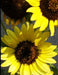 More New Mexico Sunflowers by Bobby J. Jones