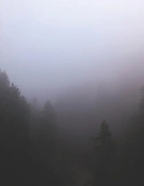 The Misty Forest of Mirk and Mystery by Dan Dzikowicz