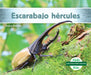 Escarabajo Hércules (Hercules Beetle) by Grace Hansen