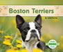 Boston Terriers by Julie Murray
