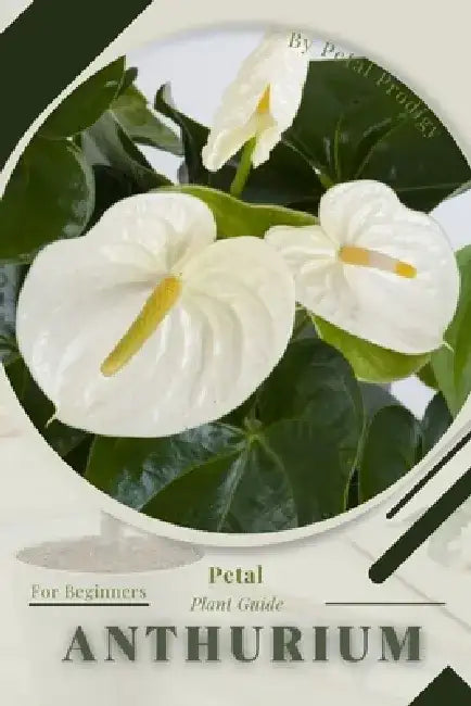 Anthurium: Prodigy Petal, Plant Guide by Petal Prodigy