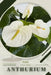 Anthurium: Prodigy Petal, Plant Guide by Petal Prodigy