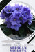 African Violets: Prodigy Petal, Plant Guide by Petal Prodigy