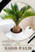 Sago Palm: Prodigy Petal, Plant Guide by Petal Prodigy