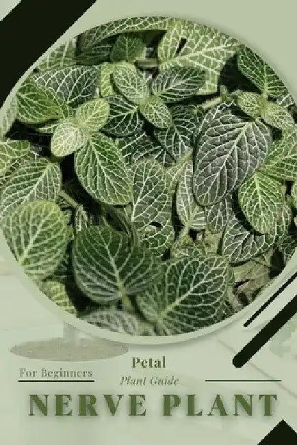 Nerve Plant: Prodigy Petal, Plant Guide by Petal Prodigy