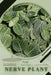 Nerve Plant: Prodigy Petal, Plant Guide by Petal Prodigy