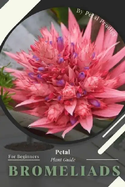 Bromeliads: Prodigy Petal, Plant Guide by Petal Prodigy