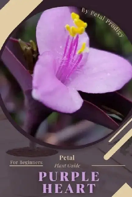 Purple Heart: Prodigy Petal, Plant Guide by Petal Prodigy