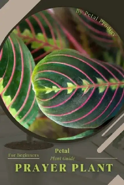 Prayer Plant: Prodigy Petal, Plant Guide by Petal Prodigy