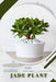 Jade Plant: Prodigy Petal, Plant Guide by Petal Prodigy