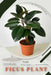 Ficus Plant: Prodigy Petal, Plant Guide by Petal Prodigy