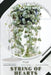 String of Hearts: Prodigy Petal, Plant Guide by Petal Prodigy