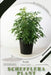 Schefflera Plant: Prodigy Petal, Plant Guide by Petal Prodigy