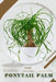 Ponytail Palm: Prodigy Petal, Plant Guide by Petal Prodigy